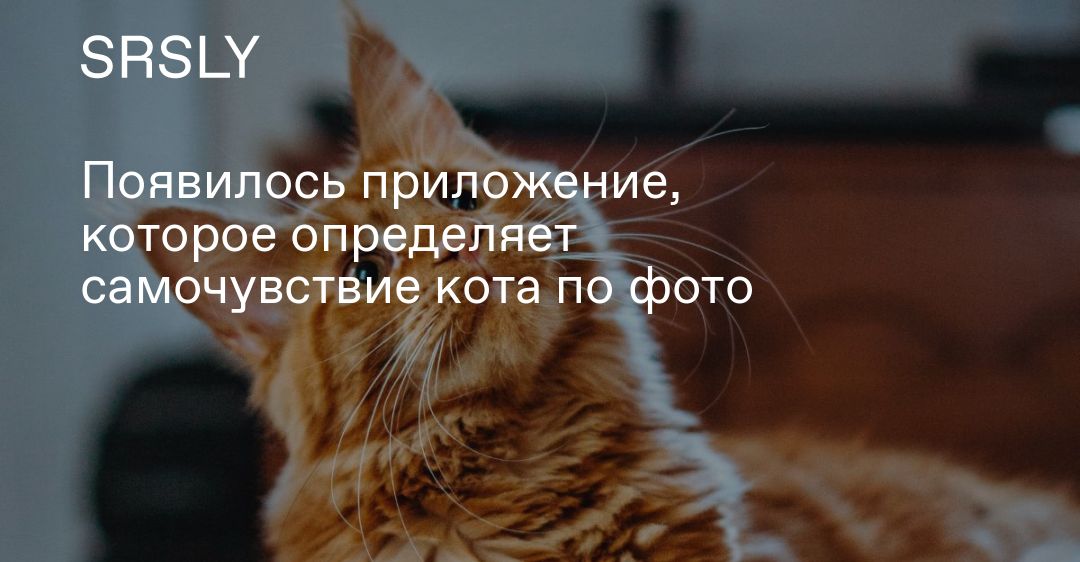 Появилось приложение, которое определяет самочувствие кота по фото | |  SRSLY.RU